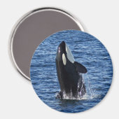 Breaching Orca (Killer Whale)マグネット マグネット (正面/裏面)