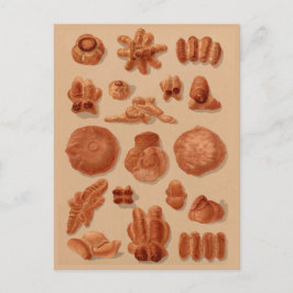 Breadsイタリアンヴィンテージ・ベーカースのイラスト・チャート ポストカード