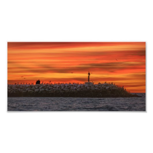 Breakwall with Pelicans - Marina Del Rey, CA フォトプリント (正面)