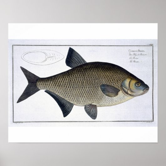 Bream (Cyprinus Brama)プレートXIII from 'Ichtyolog ポスター (正面)