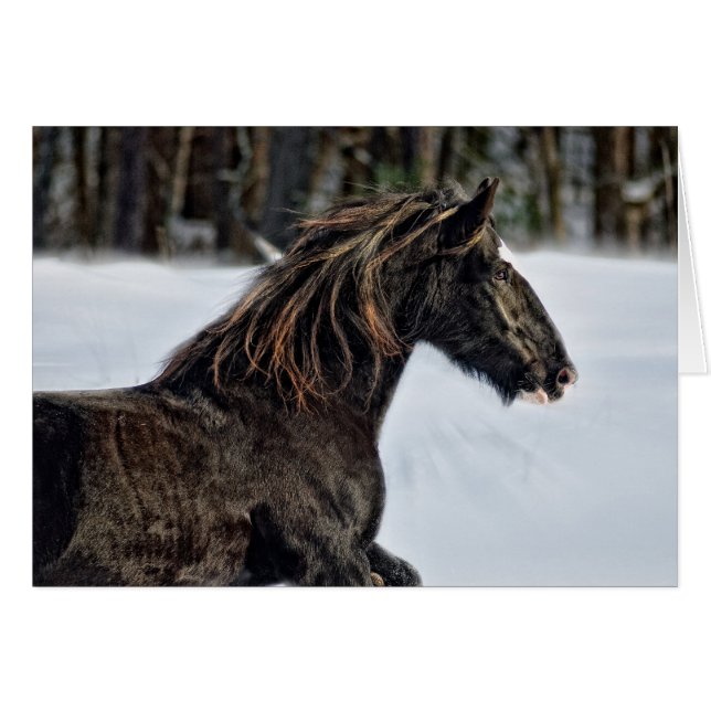 Brendaリーの冬 (正面横)