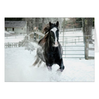 Brendaリーの連続した冬