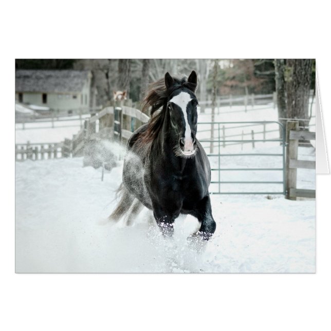 Brendaリーの連続した冬 (正面横)