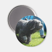 Briard マグネット (正面/裏面)