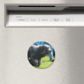 Briard マグネット (インサイチュ (食洗機))