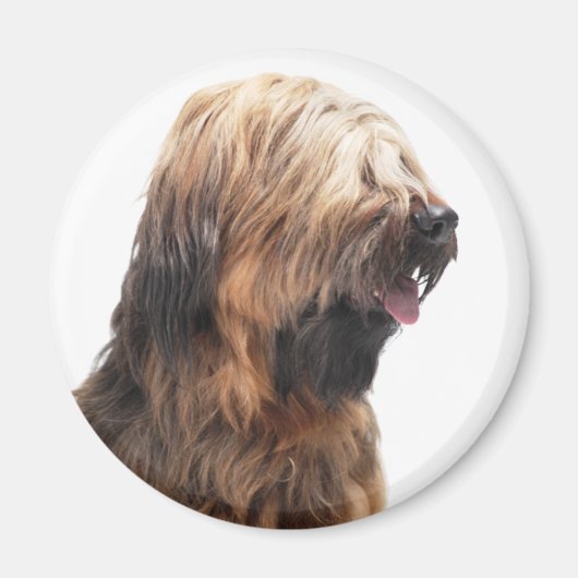 Briard fauve 3 マグネット (正面)