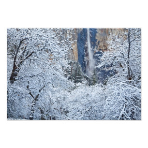 Bridalveilの森の新雪 フォトプリント