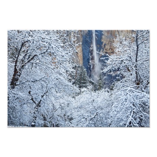 Bridalveilの森の新雪 フォトプリント (正面)