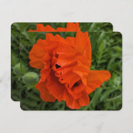 Bright and Cheerful Invitation 招待状 (正面/裏面)