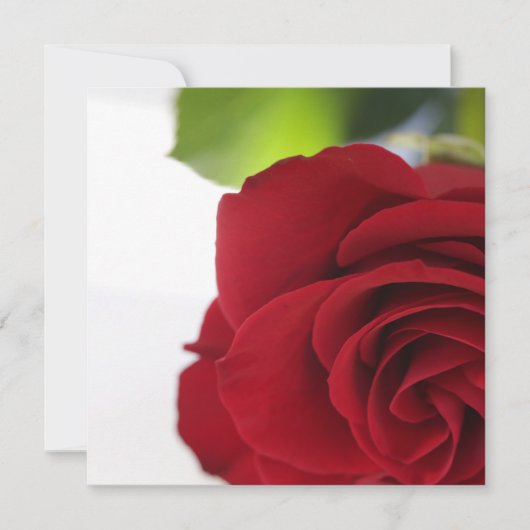 Bright Colors Red Rose Your Text Flat Card (正面)