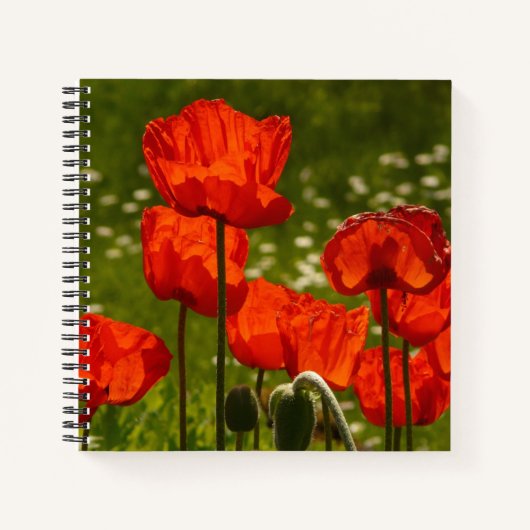 Bright Red Poppy Field ノートブック (正面)