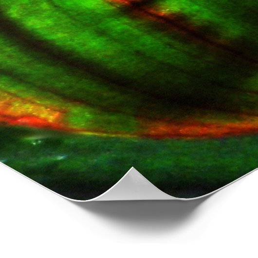 Bright Striped Canna Leaf Poster Print ポスター (角)
