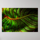 Bright Striped Canna Leaf Poster Print ポスター (正面)