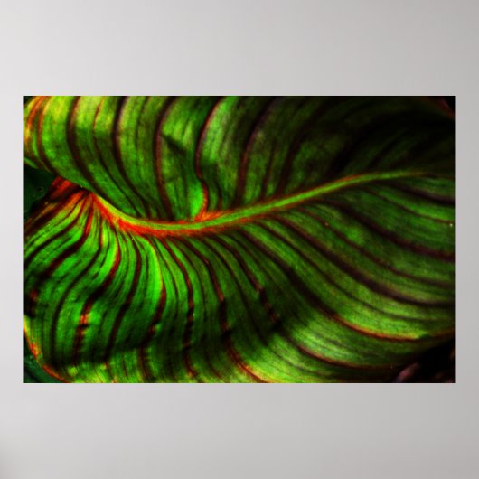 Bright Striped Canna Leaf Poster Print ポスター (正面)