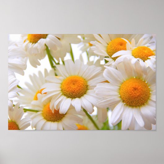 Bright Summer Daisies ポスター (正面)