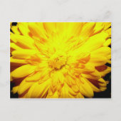 Bright Yellow Mumはがき ポストカード (正面)