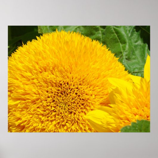 Bright Yellow Sunflower art prints Summer Garden ポスター (正面)