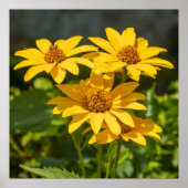 Bright Yellows ポスター (正面)