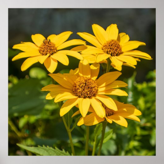 Bright Yellows ポスター (正面)