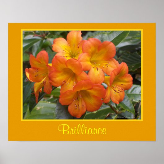 Brilliance禅瞑想オレンジ色の花写真 ポスター (正面)