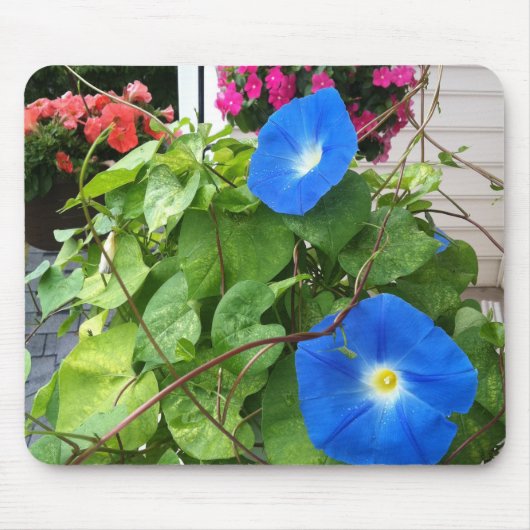 Brilliant Blue Morning Glories Close-up マウスパッド (正面)
