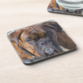 BRINDLEボクサーの子犬の近くに コースター (左側)