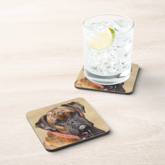 Brindleボクサー犬 コースター (右側)