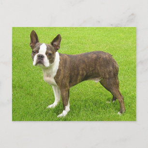 Brindle Boston Terrier Puppy Dog 考え's of You ポストカード