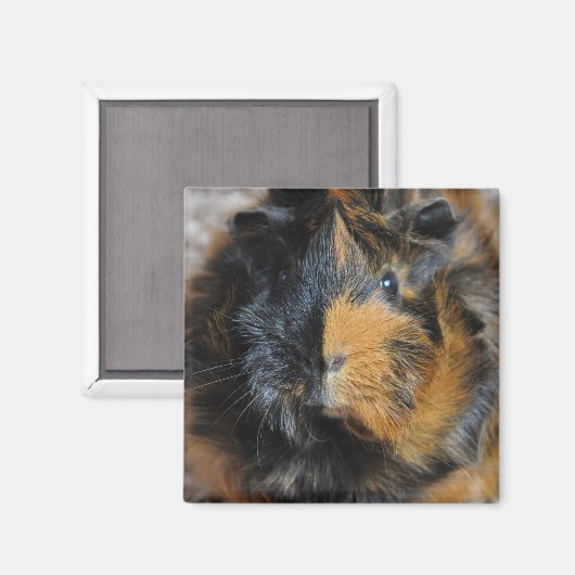 Brindle, Rosette,モルモット顔 マグネット (正面/裏面)
