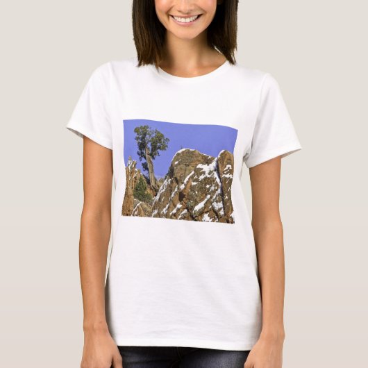 Bristleconeマツ Tシャツ (正面)