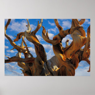 Bristlecone Pine Tree ポスター