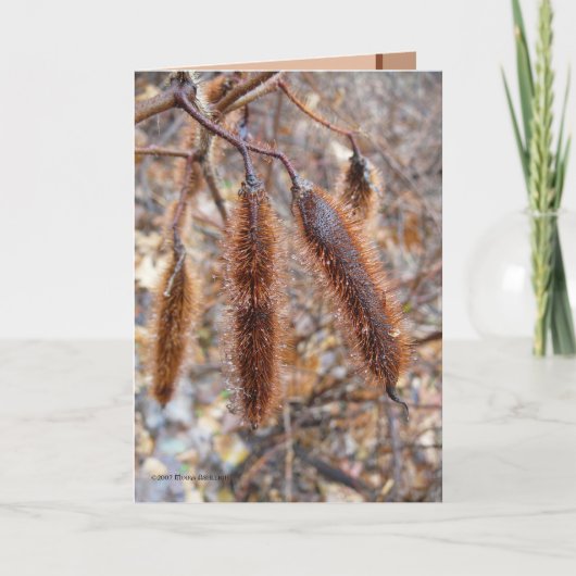 Bristlyイナゴの種のポッド カード (正面)