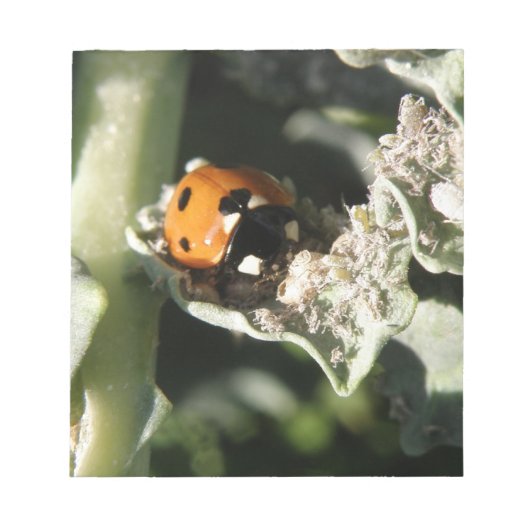 British 7 Spot Ladybugメモ帳 ノートパッド (正面)