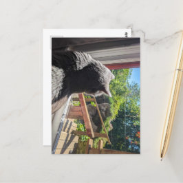 British Shorthair Reflection in Window Photo ポストカード