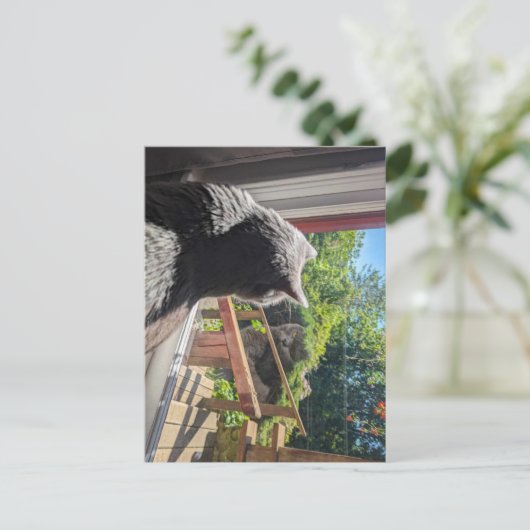 British Shorthair Reflection in Window Photo ポストカード (スタンド正面)