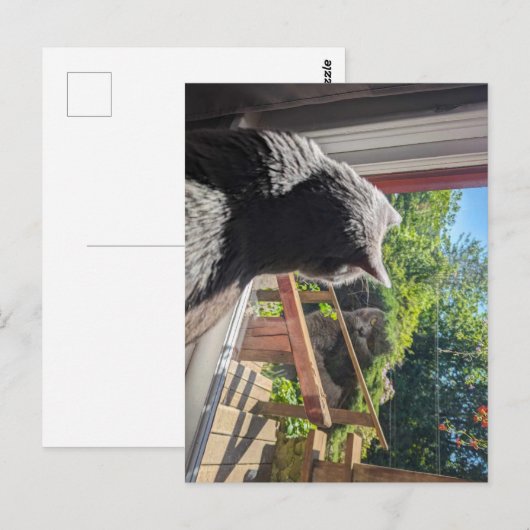 British Shorthair Reflection in Window Photo ポストカード (正面/裏面)
