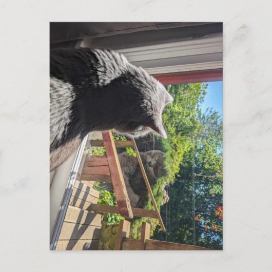 British Shorthair Reflection in Window Photo ポストカード (正面)