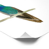 Broad-billed Hummingbird フォトプリント (角)