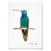 Broad-billed Hummingbird フォトプリント (正面)