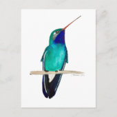 Broad-billed Hummingbird ポストカード (正面)