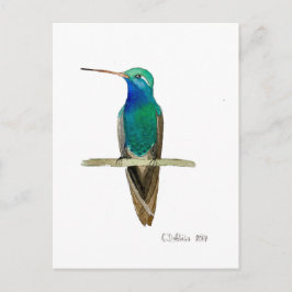 Broad-billed Hummingbird ポストカード