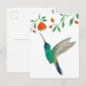 Broad-billed Hummingbird ポストカード (正面/裏面)