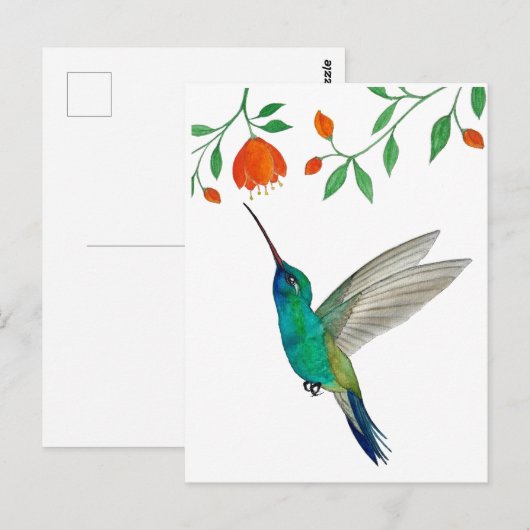 Broad-billed Hummingbird ポストカード (正面/裏面)