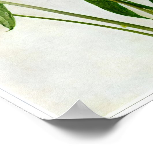 Broad-leaved Arrowhead Poster ポスター (角)