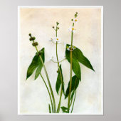 Broad-leaved Arrowhead Poster ポスター (正面)