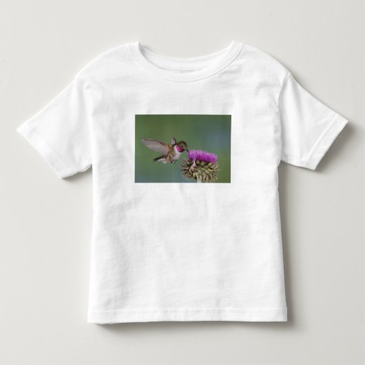 Broad-tailed+ハチドリ, Selasphorus トドラーTシャツ (正面)