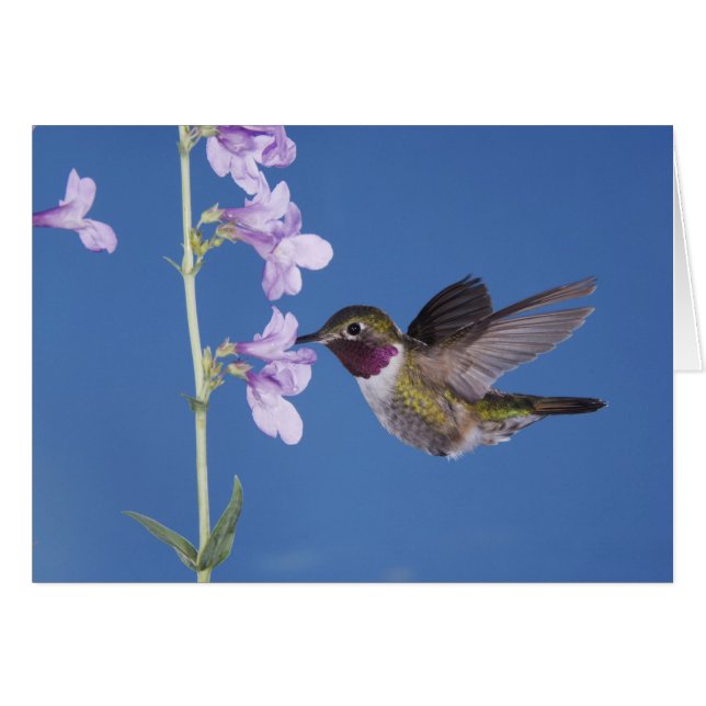 Broad-tailed Hummingbird（ヒメハチドリ属） (正面横)