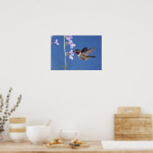 Broad-tailed Hummingbird（ヒメハチドリ属） ポスター (キッチン)