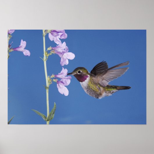 Broad-tailed Hummingbird（ヒメハチドリ属） ポスター (正面)
