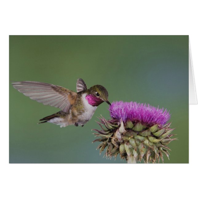 Broad-tailed Hummingbird, Selasphorus (正面横)